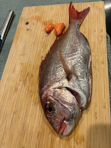 タイの釣果