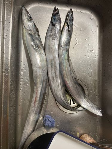 タチウオの釣果