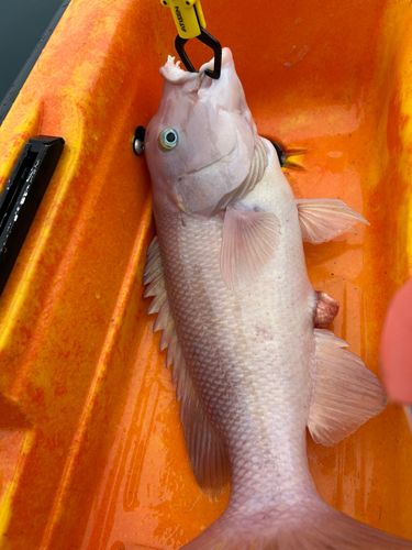 コブダイの釣果
