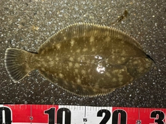 クロガシラガレイの釣果