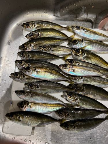 アジの釣果