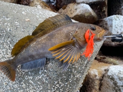 アイナメの釣果