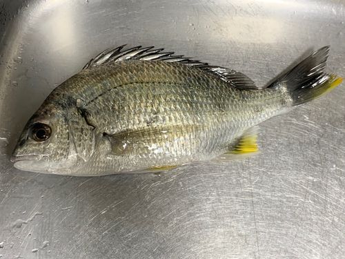 キビレの釣果