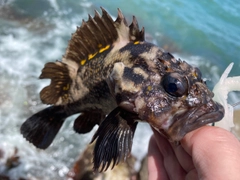 オウゴンムラソイの釣果