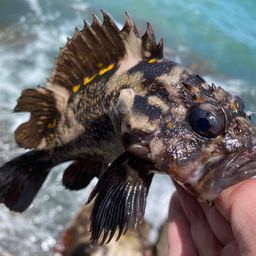 オウゴンムラソイ