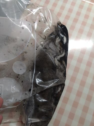 コウイカの釣果
