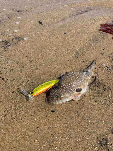 クサフグの釣果