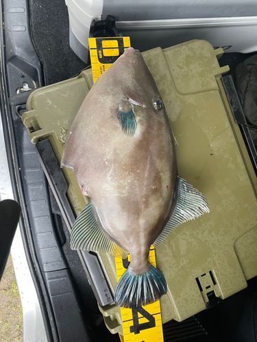 ウマヅラハギの釣果