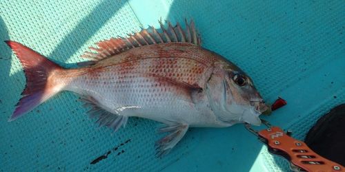 マダイの釣果