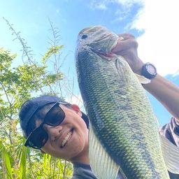 ラージマウスバス