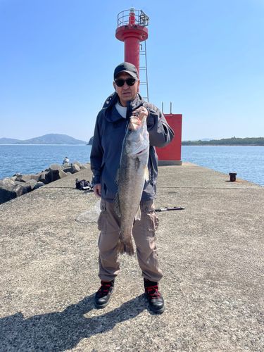 スズキの釣果