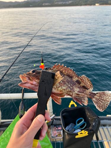 アラカブの釣果