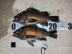シロメバルの釣果