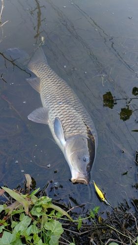 ノゴイの釣果