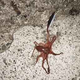 タコ