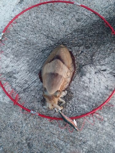 モンゴウイカの釣果