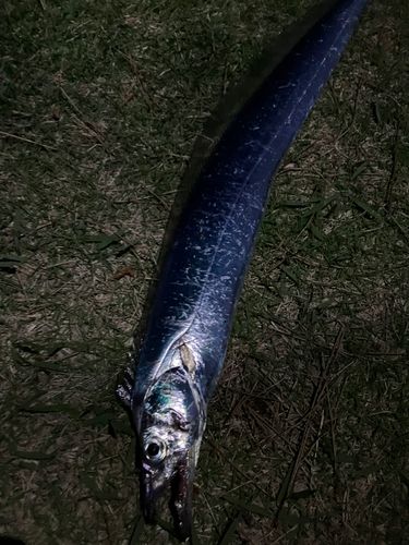 タチウオの釣果
