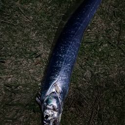 タチウオ