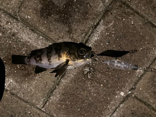 クロメバルの釣果