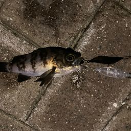 クロメバル
