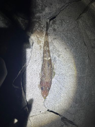 ワニゴチの釣果