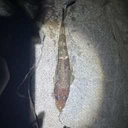 ワニゴチ