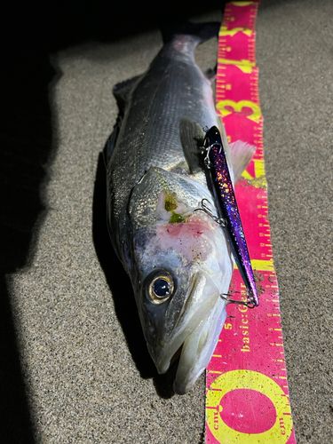 シーバスの釣果
