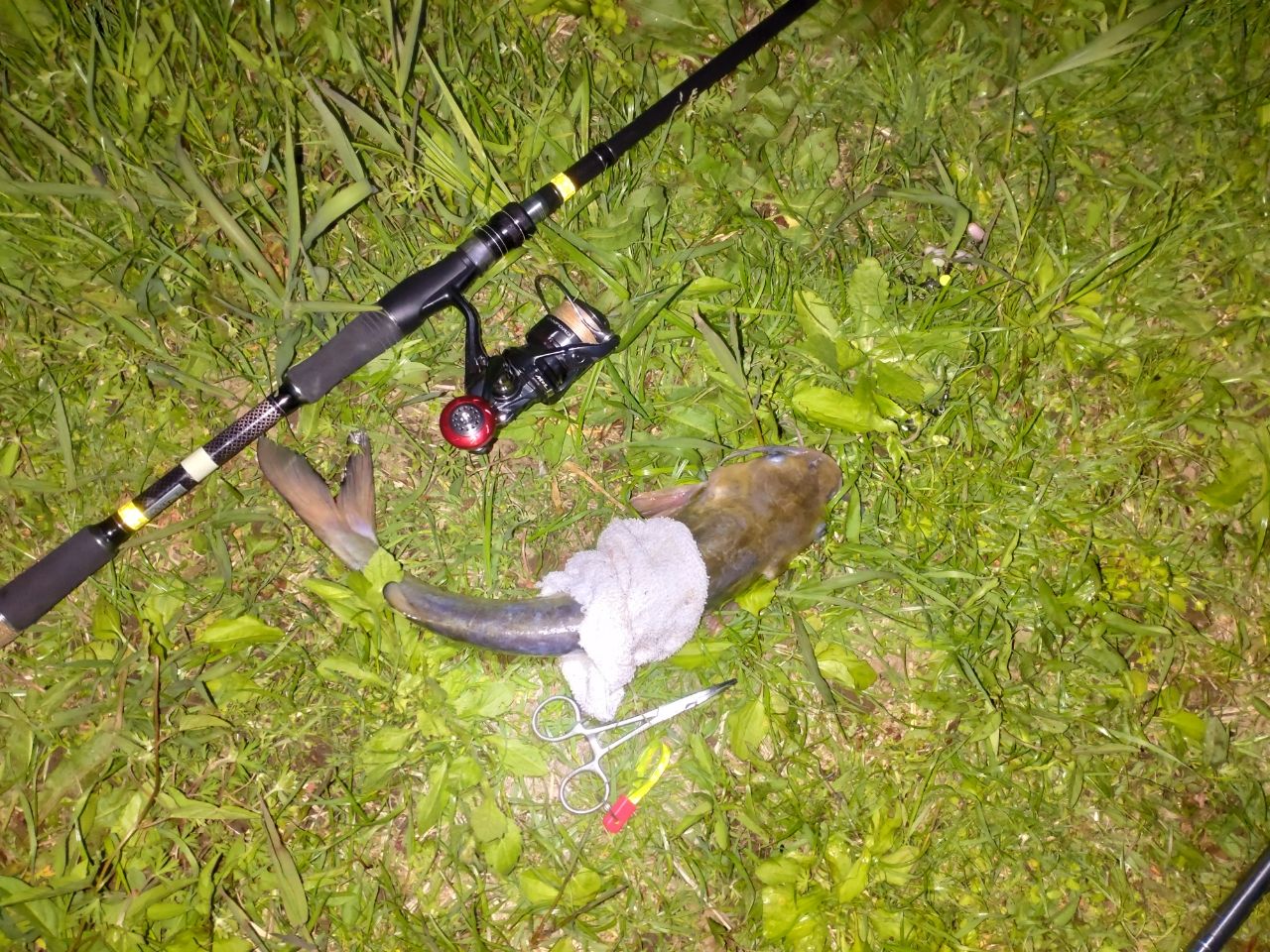 アメリカナマズ