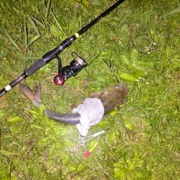 アメリカナマズ