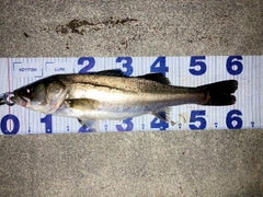 シーバスの釣果