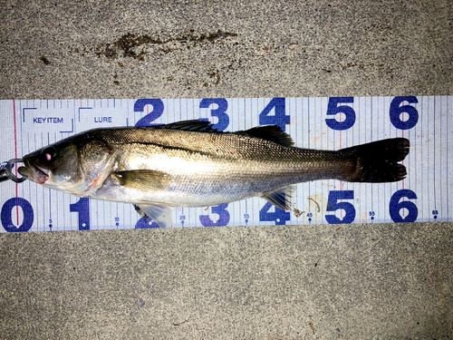 シーバスの釣果