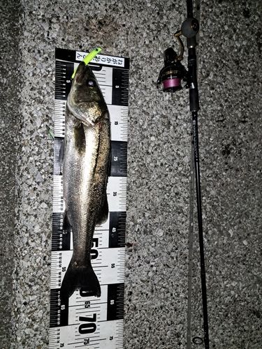 シーバスの釣果