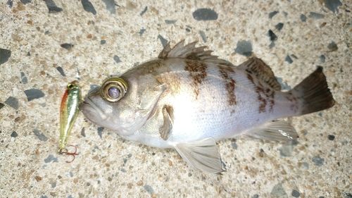 シロメバルの釣果
