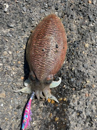 コウイカの釣果