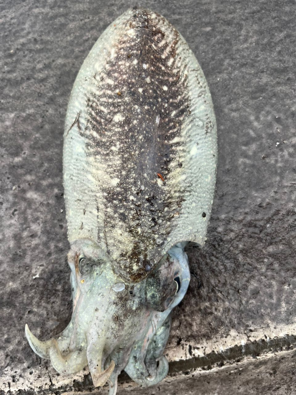 コウイカ