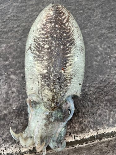 コウイカの釣果