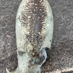 コウイカ