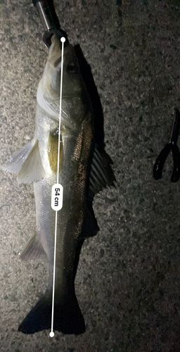 シーバスの釣果