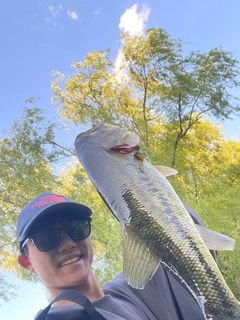 ラージマウスバスの釣果