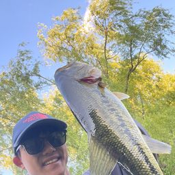 ラージマウスバス