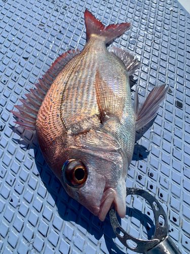 マダイの釣果