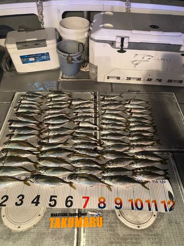 ハマチの釣果