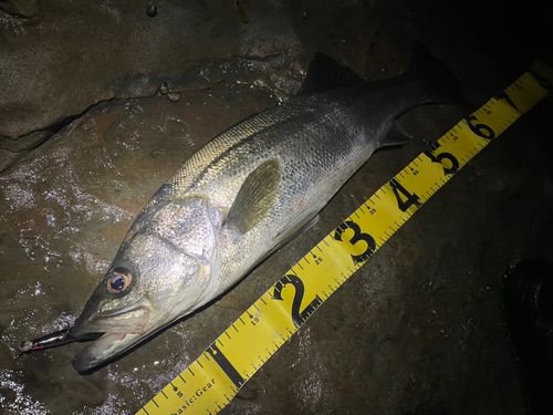 マルスズキの釣果