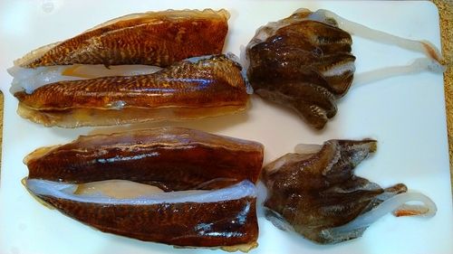 コウイカの釣果