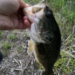 ラージマウスバス