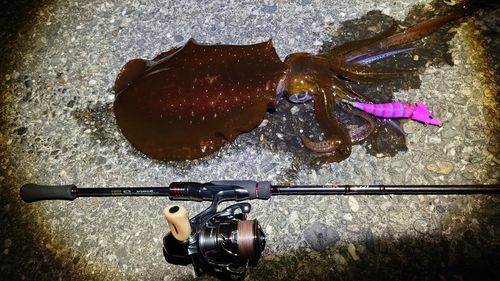アオリイカの釣果