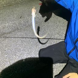 アジ