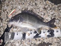 キビレの釣果