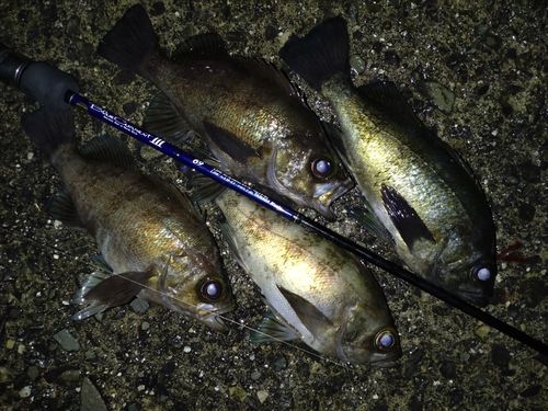 メバルの釣果