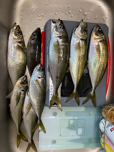 アジの釣果